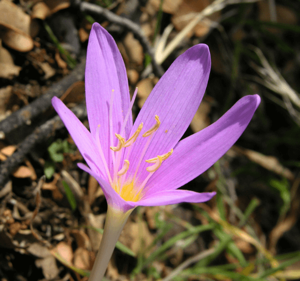 Colchicum Baytopiorum Endemic Flower Plant Era Ela Antok. (1)