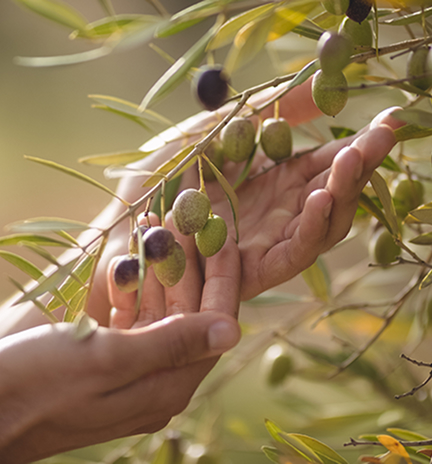 Ela Hotels Belek Blog Harvest Card