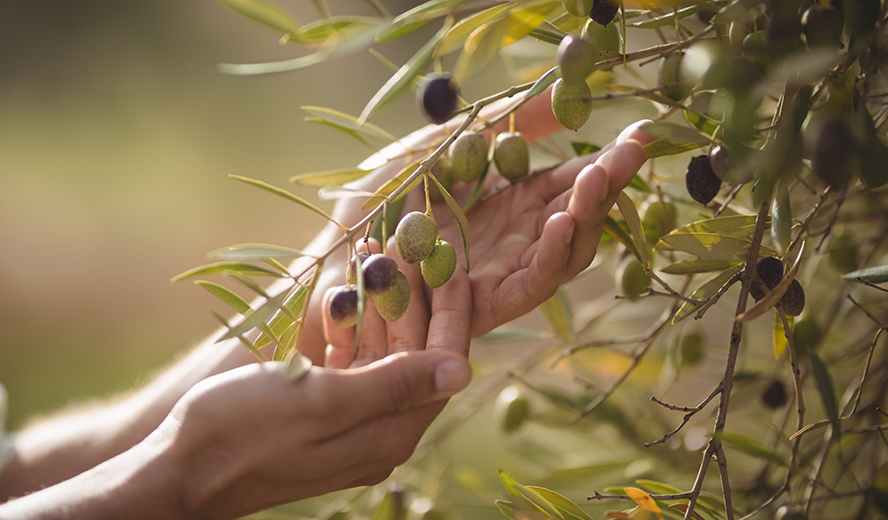 Ela Hotels Belek Blog Harvest Banner