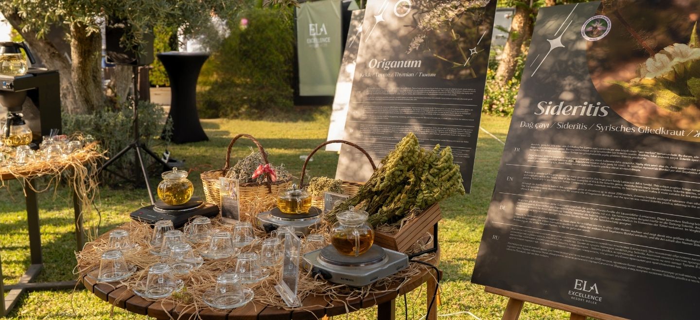 Olive Fest Plantera Çay Tadımı